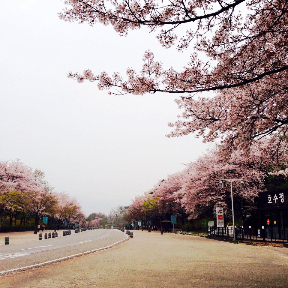 Cherry blossom gil spring