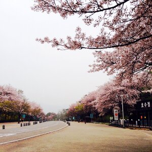 Cherry blossom gil spring