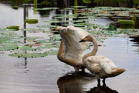 Swan cygnus columbianus wild animal