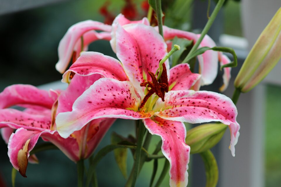Plant nature petals