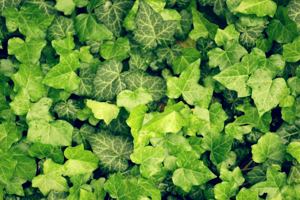 Plant vegetable garden