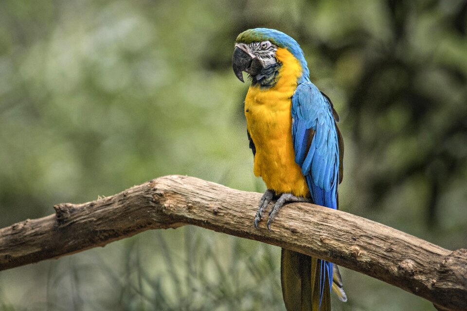 Birds nature animalia
