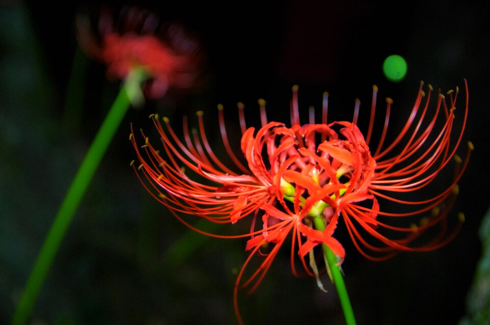 Autumn flowers spider lily red flowers amaryllidaceae