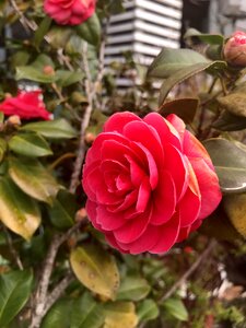 Rose flowers red photo