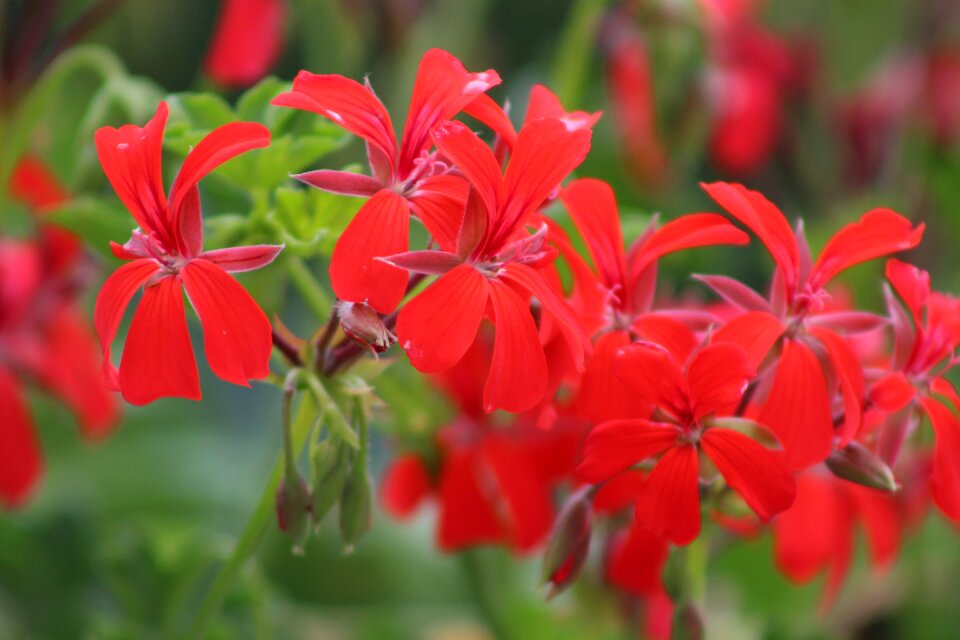 Spring nature natural