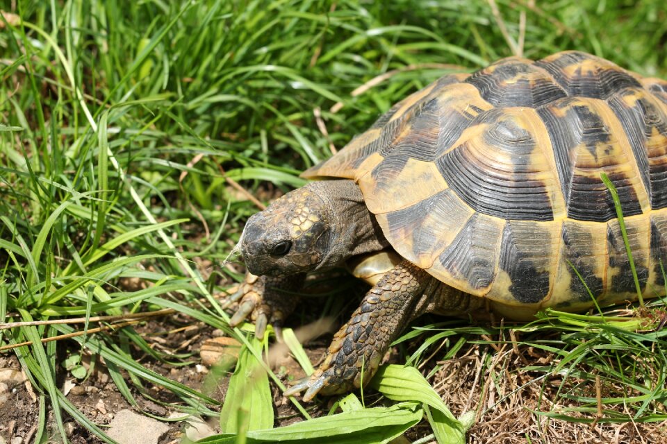 On the water tortoise shell armored