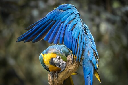 Nature pity wing
