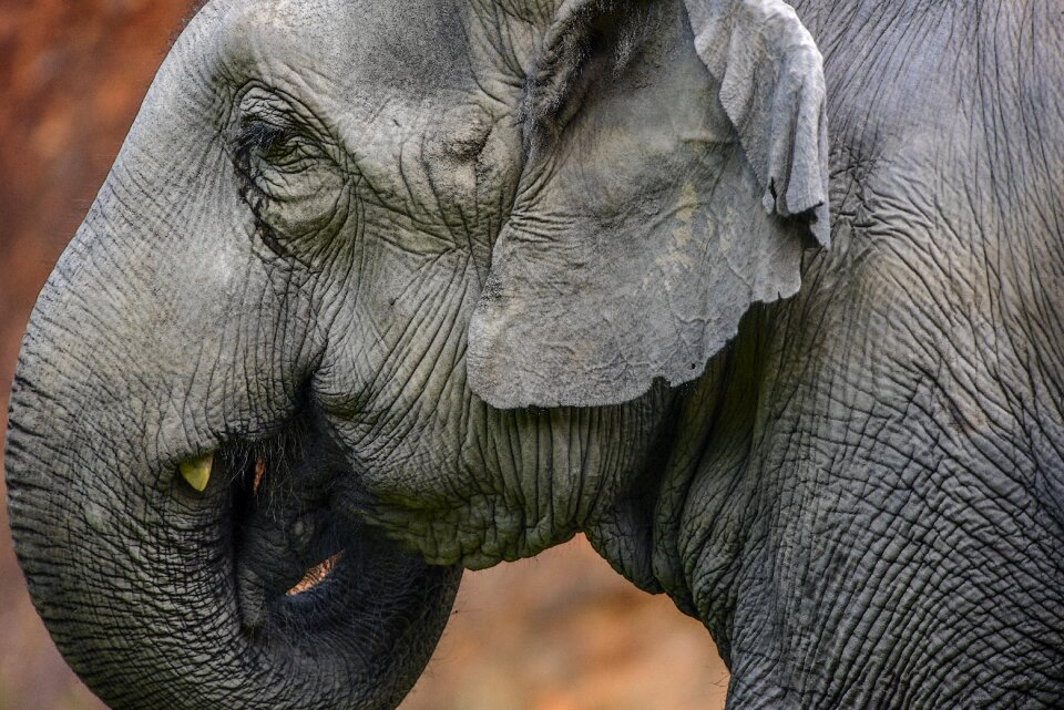 Animalia portrait mammals