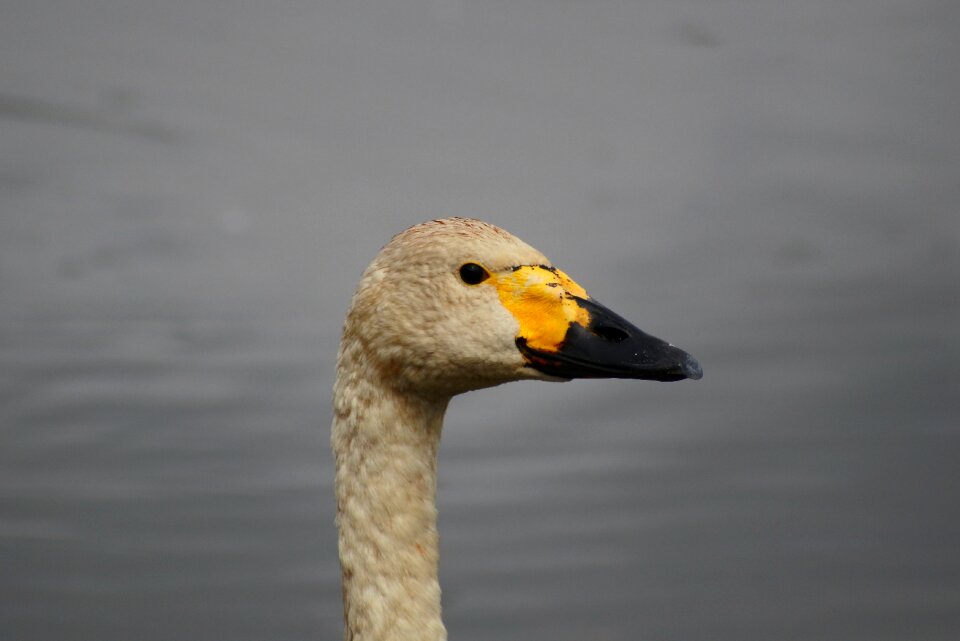 Swan cygnus columbianus wild animal
