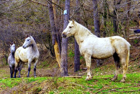Cavalry henar pastures photo