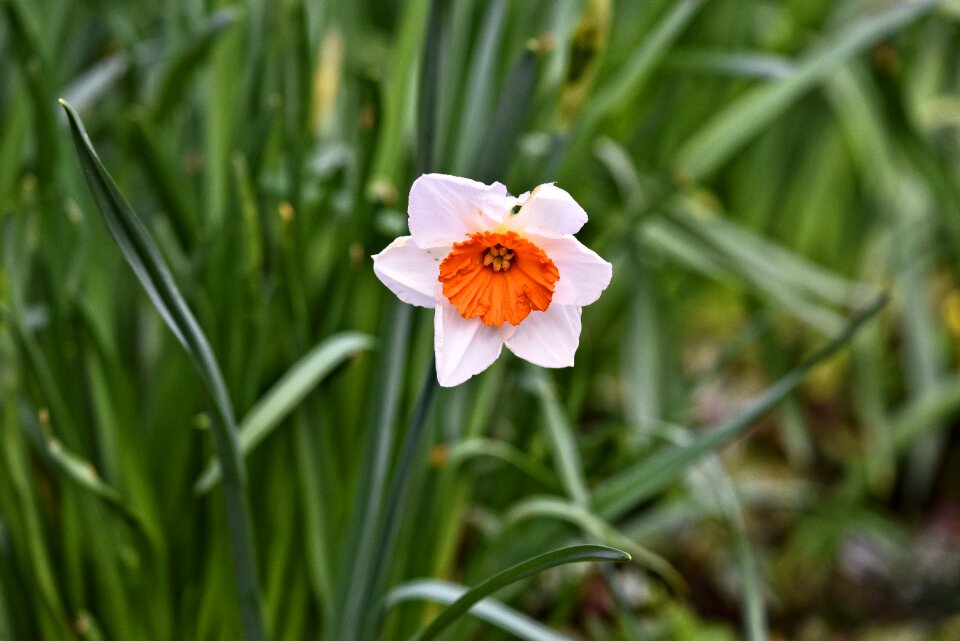 Narcissus spring flower spring time photo