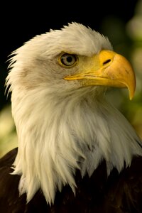 White headed eagle photo
