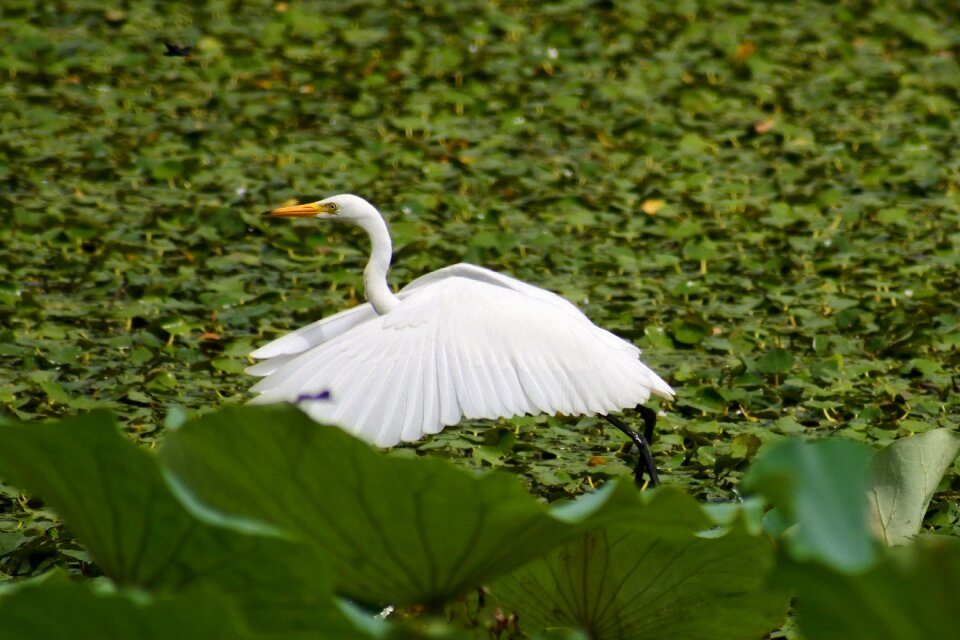 Egret team rabbit wild birds