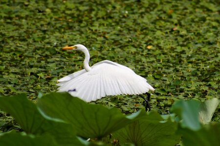 Egret team rabbit wild birds