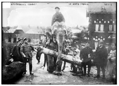 Hagenbeck's Jenny in North France LCCN2014699195 photo