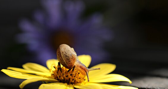 Blossom bloom nature
