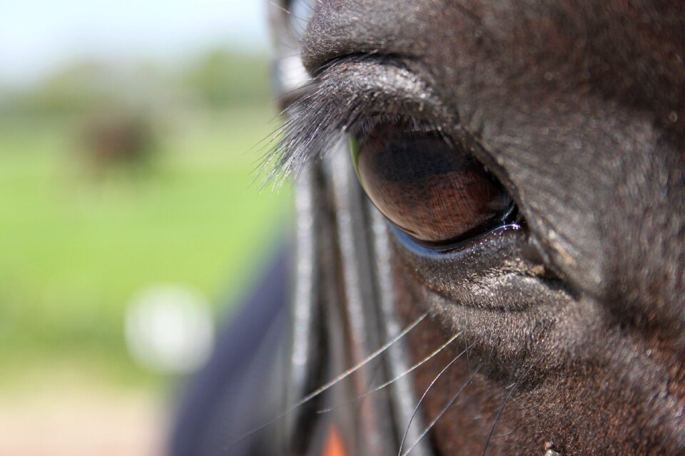 Eyelashes eye eyelash