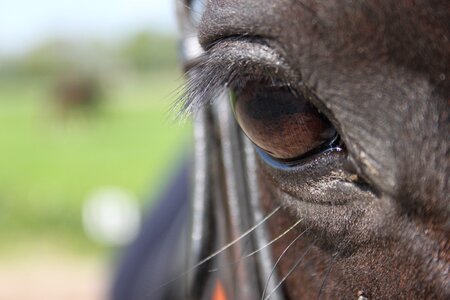 Eyelashes eye eyelash photo