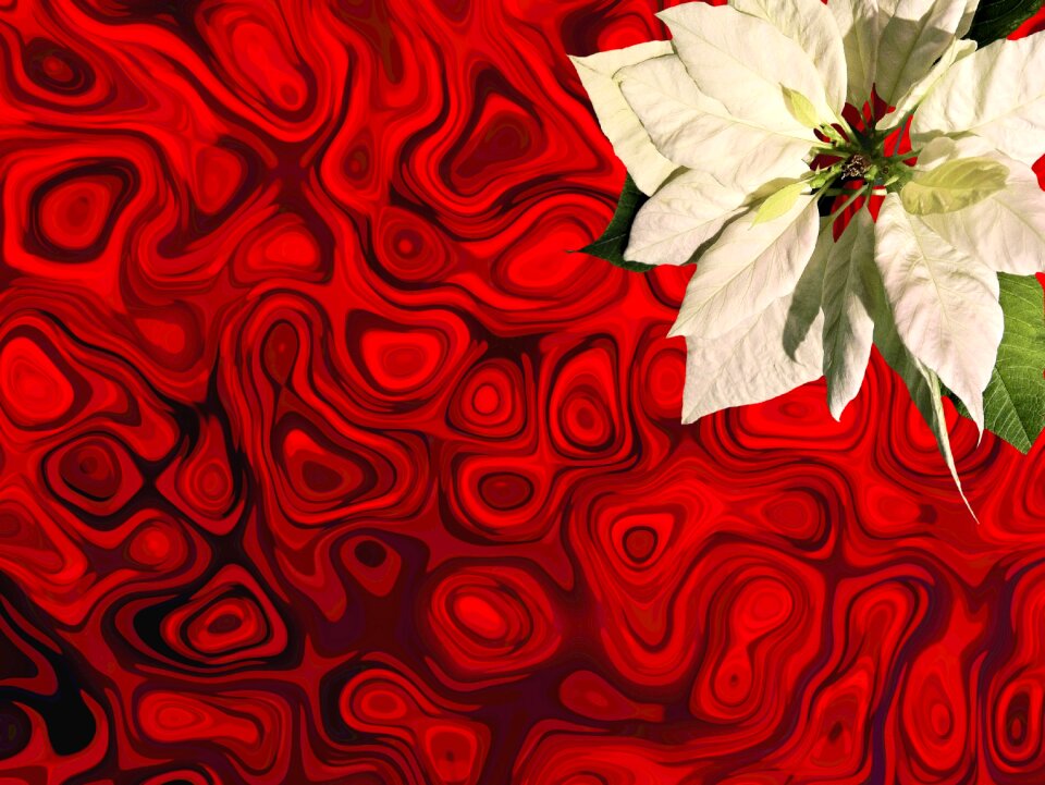 Christmas decorations christmas decoration poinsettia