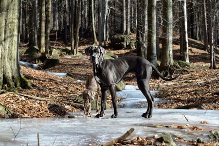 Great dane standing dog Free photos photo