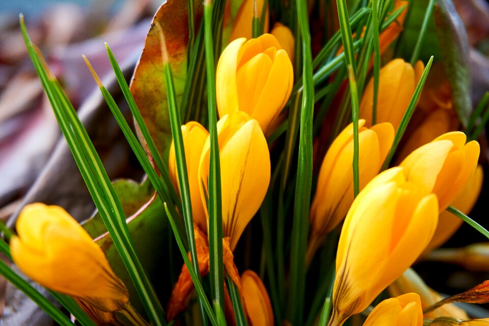 Frühlingsblüher spring close up