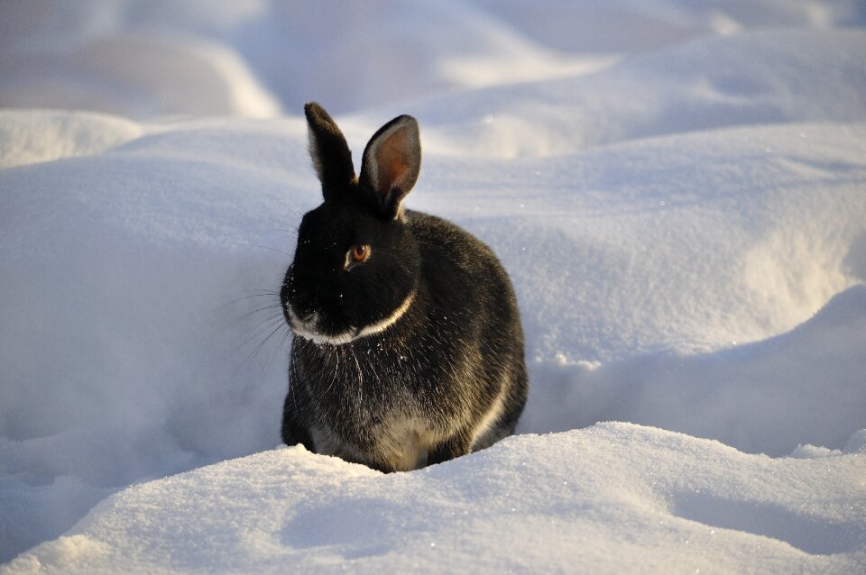 Animal cute hare