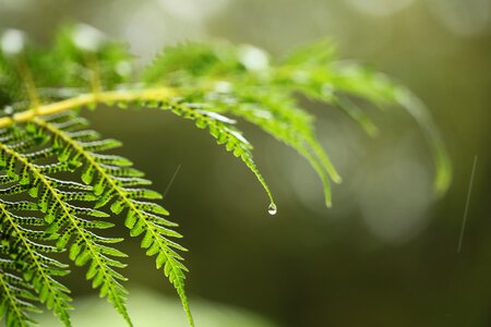 Closeup fern desktop photo