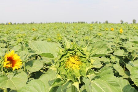 Sunflower ground sky