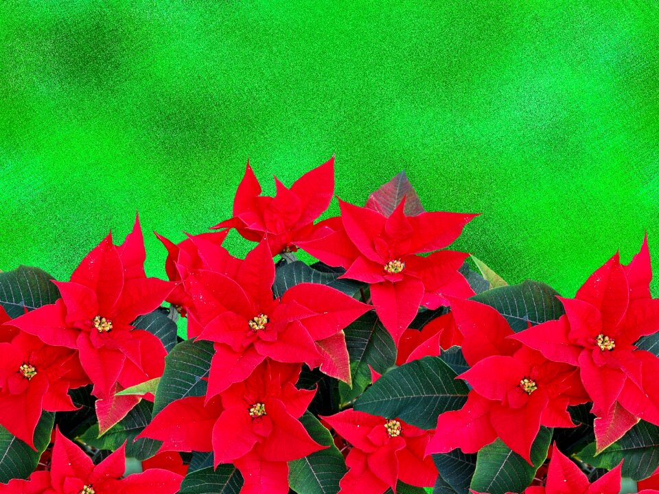 Christmas decorations christmas decoration poinsettia photo