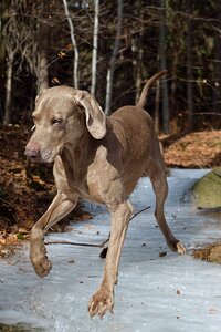 Weimaraner standing dog Free photos