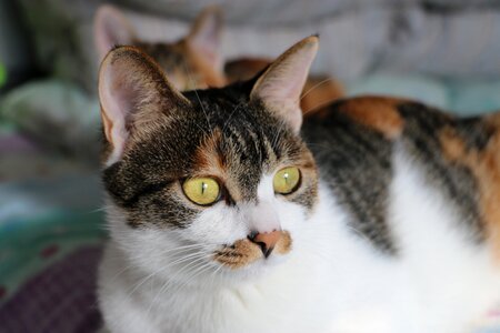 Cat tabby cat bed