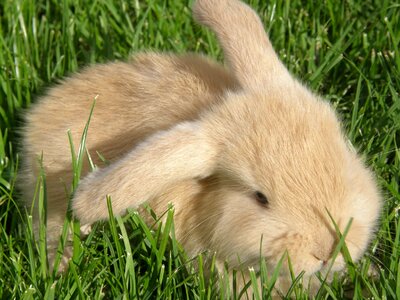 Floppy ear rodent mammal