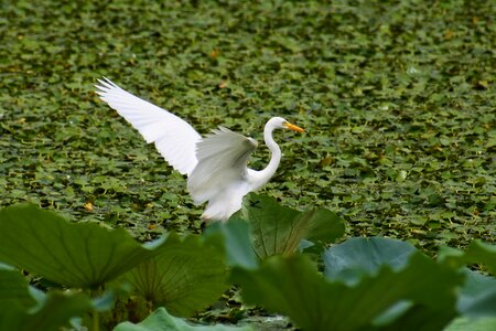 Egret team rabbit wild birds