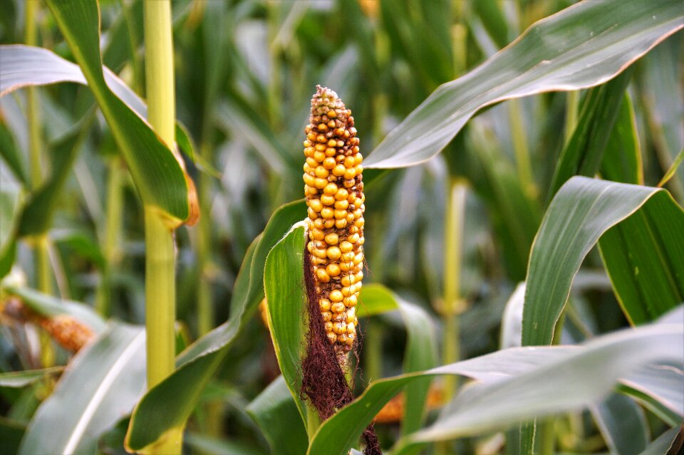 Agriculture degenerated disease