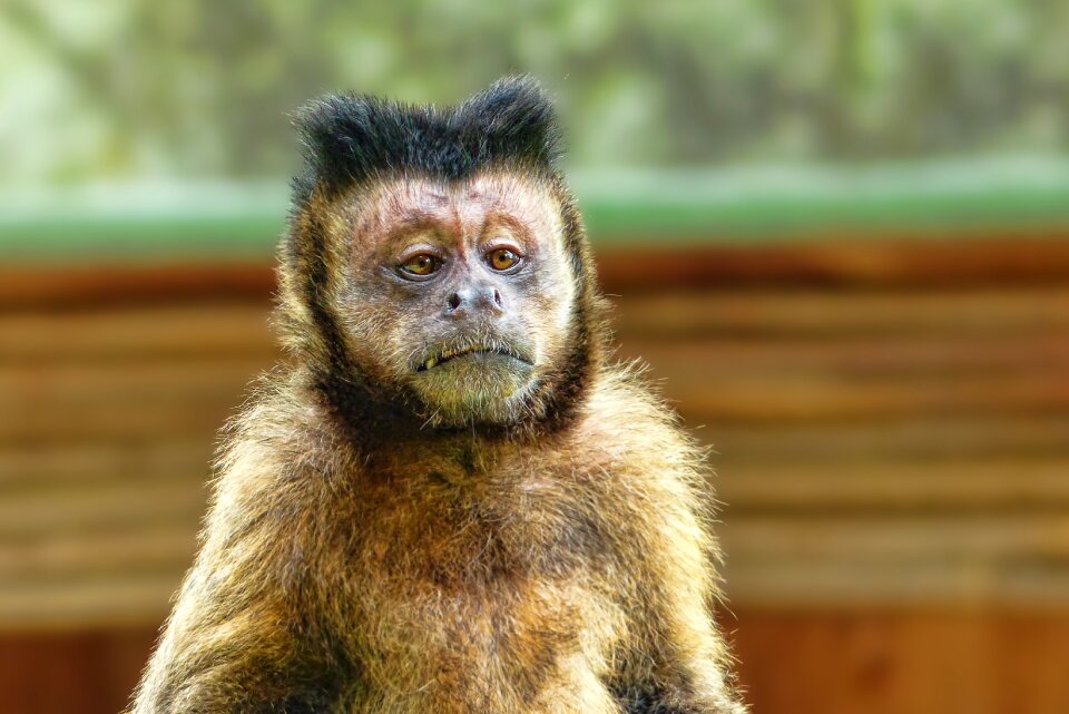 Portrait mammal primate