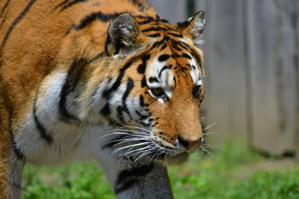 Dangerous predator close up