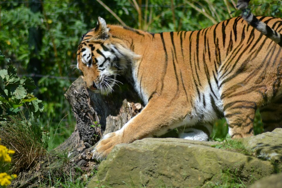 Dangerous predator close up