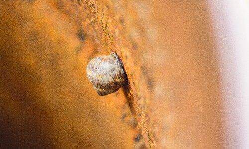 Blur snail shell