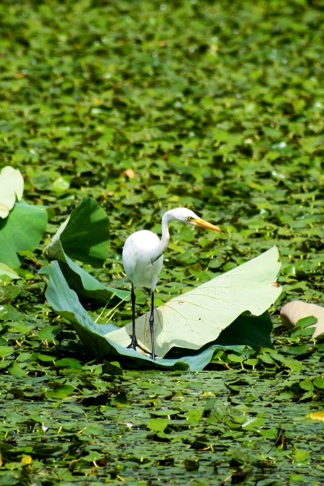 Egret team rabbit wild birds