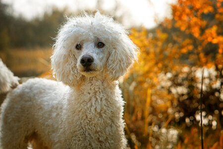 The dog breed white autumn