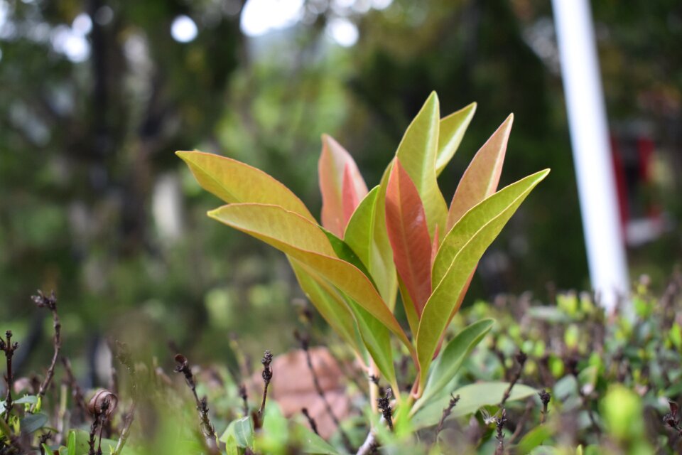 Flora growth outdoors