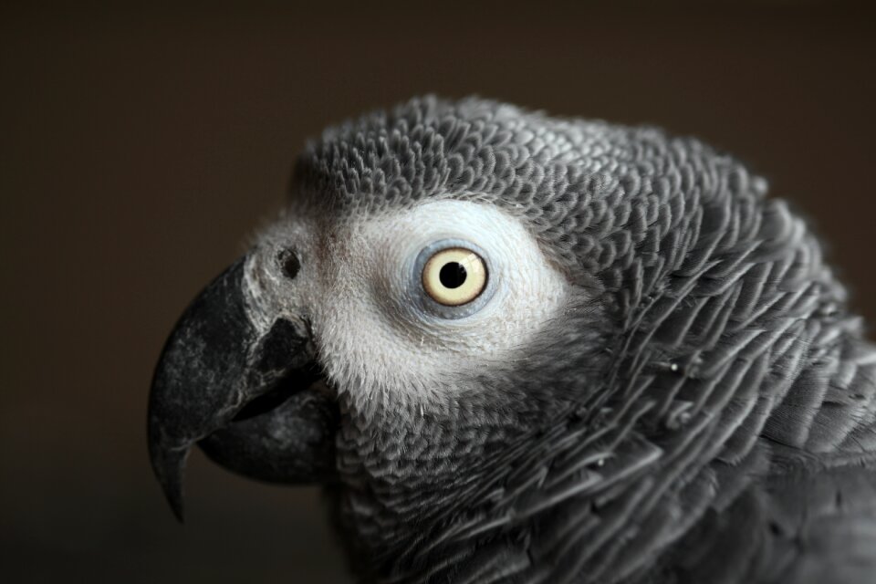Parrot african grey feather