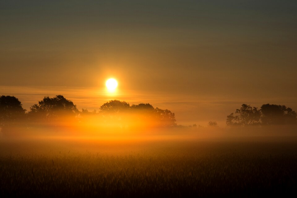Trees morning landscape