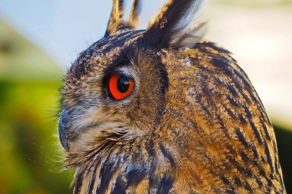 Cute plumage animal
