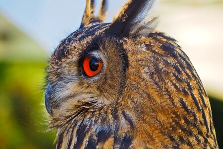 Cute plumage animal