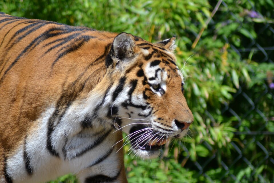 Dangerous predator close up