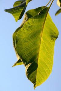 Wood walnut eco