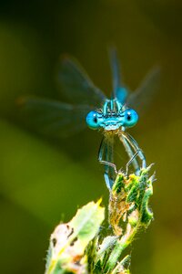 Nature close up compound photo