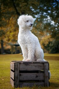Poodle the dog breed frugtkasse