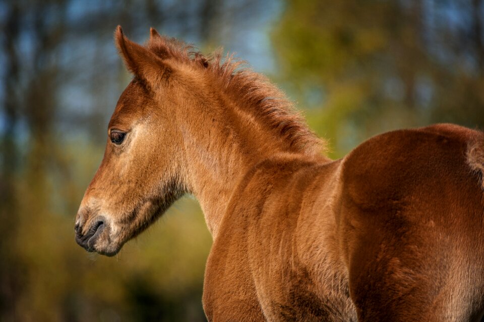 Pasture animal young animal